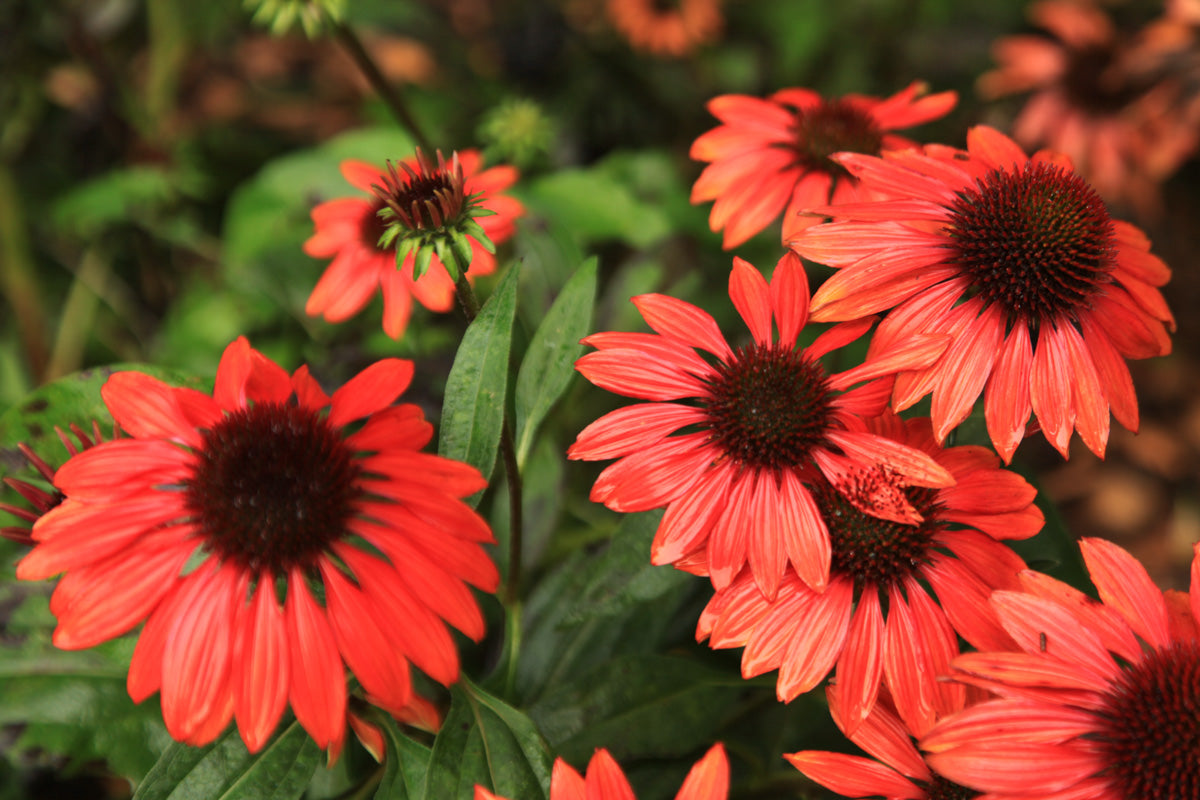 Echinacea Sombrero® Sangrita- Echinacea purpurea Sombrero® Sangrita