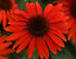 Echinacea Sombrero® Sangrita- Echinacea purpurea Sombrero® Sangrita