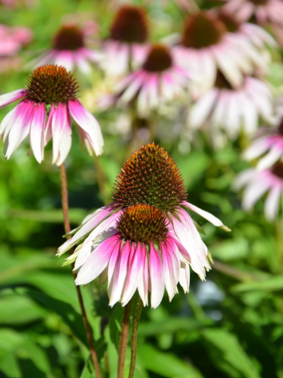 Echinacea - Echinacea purpurea Sombrero® ‘Special White Purple’