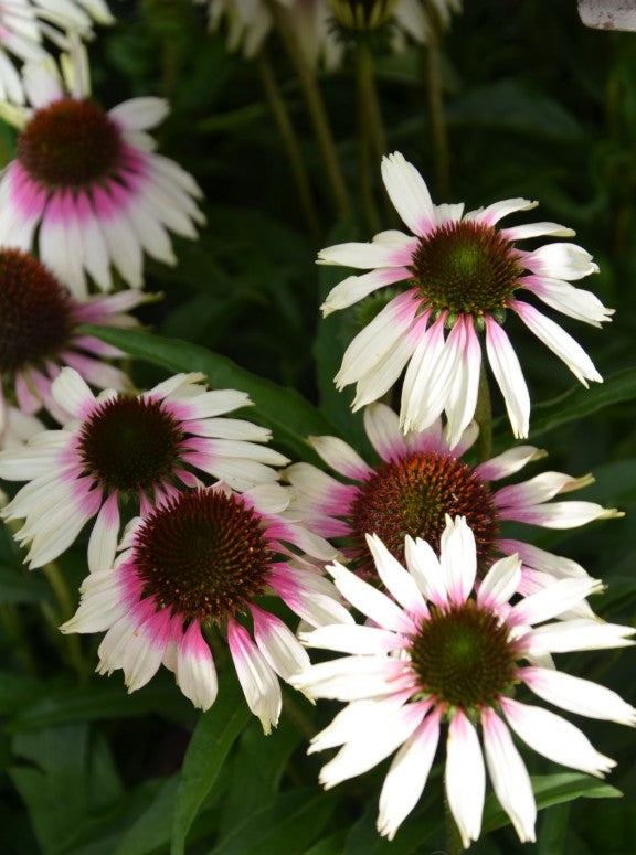 Echinacea - Echinacea purpurea Sombrero® ‘Special White Purple’