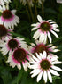 Echinacea - Echinacea purpurea Sombrero® ‘Special White Purple’
