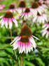 Echinacea - Echinacea purpurea Sombrero® ‘Special White Purple’