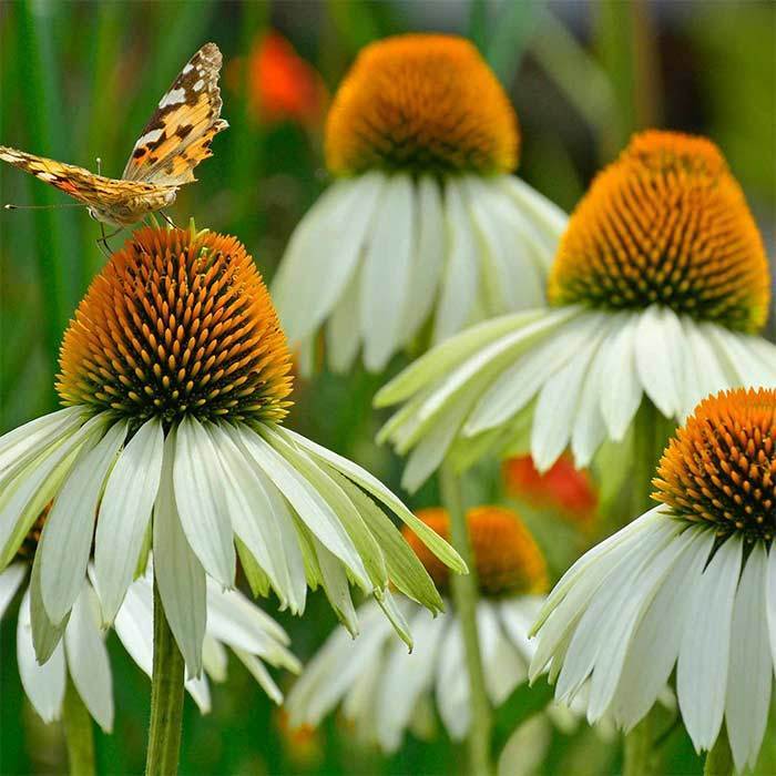 Echinacea 'White Swan' - Echinacea Purpurea White Swan