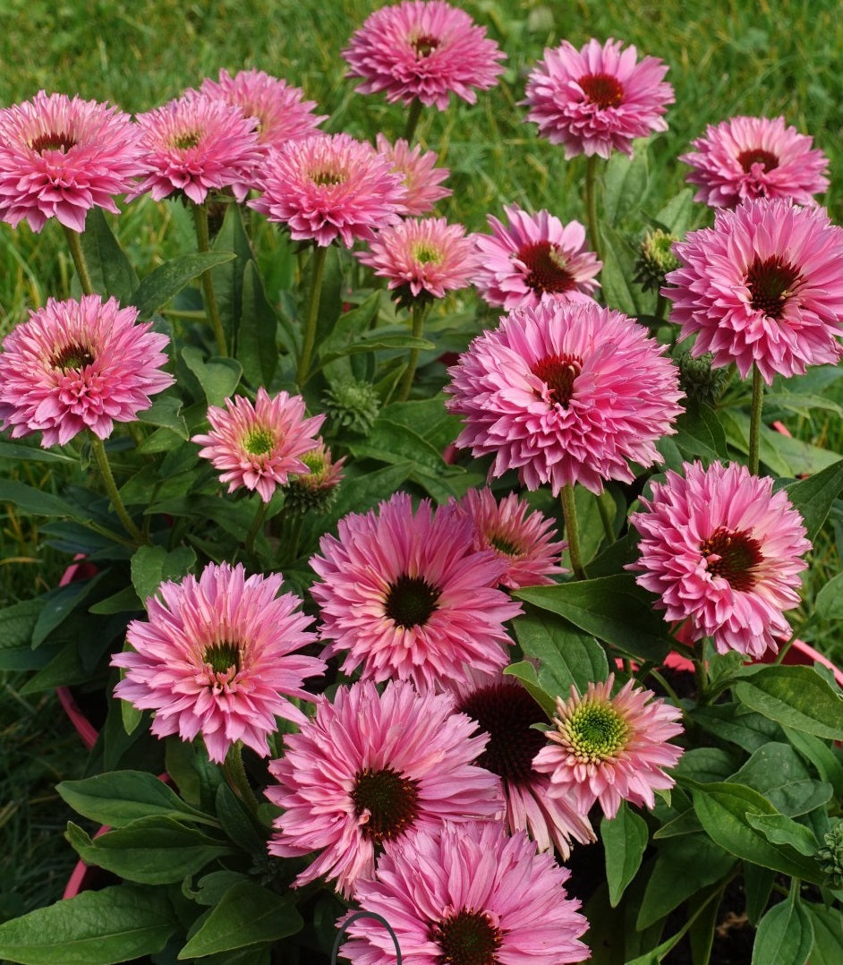 Echinacea - Echinacea purpurea ‘Bolero Pink’