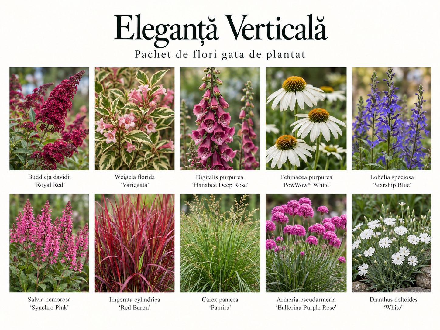 Eleganță Verticală - Pachet de flori gata de plantat