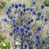 Scai vânăt - Eryngium planum 'Blauer Zwerg'