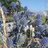 Scai vânăt - Eryngium planum 'Blauer Zwerg'