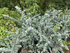 Eucalipt - Eucalyptus cinerea Silver Dollar