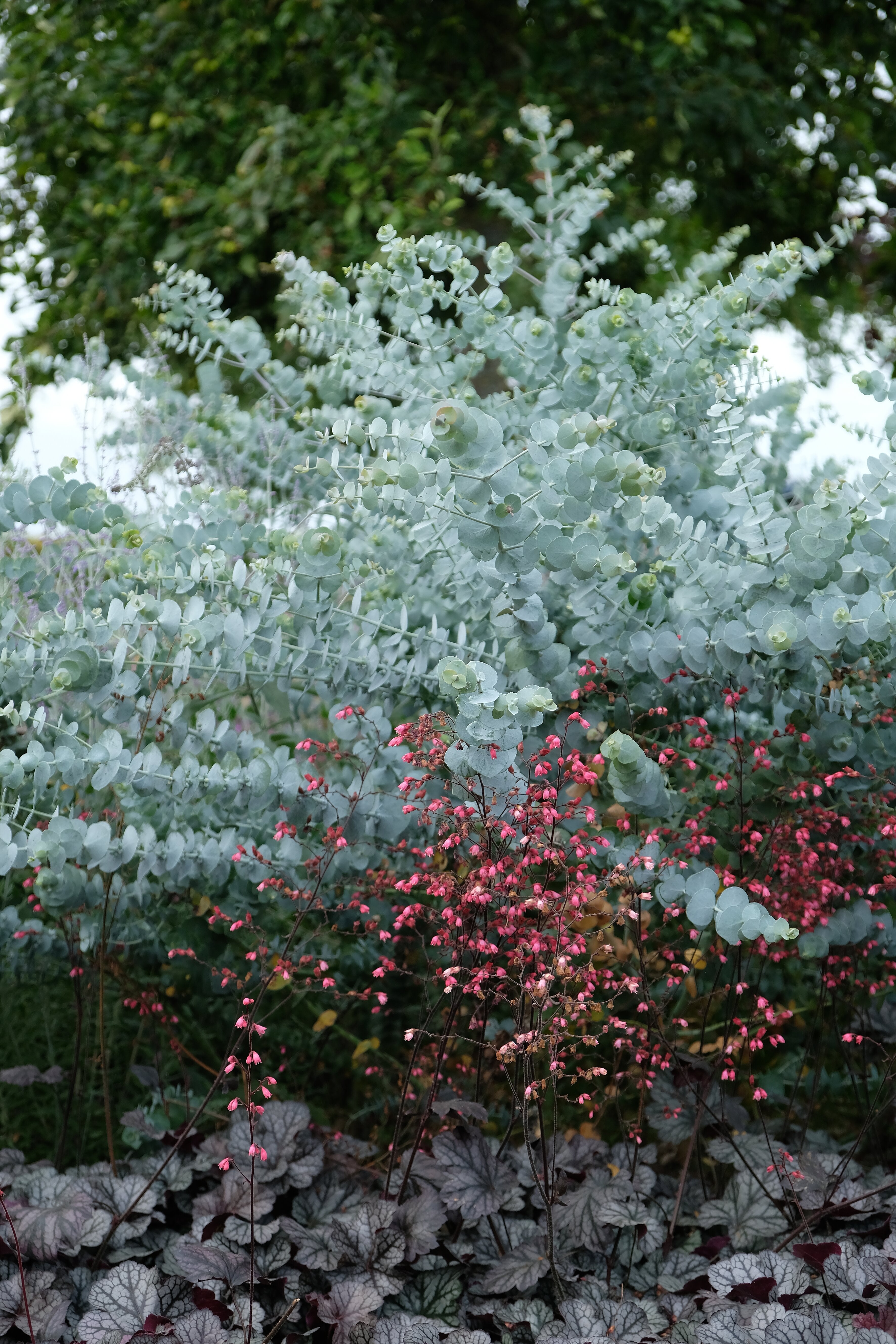 Eucalipt - Eucalyptus cinerea Silver Dollar
