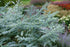 Eucalipt - Eucalyptus cinerea Silver Dollar