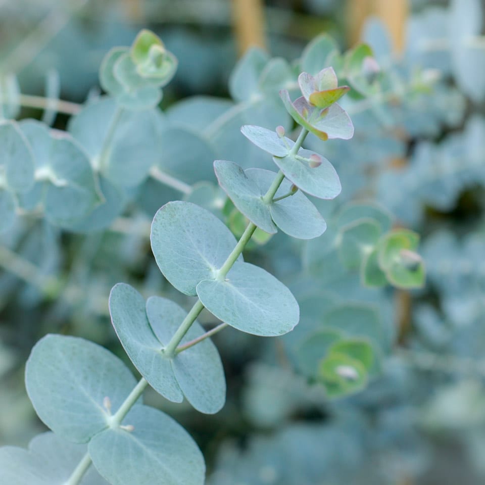 Eucalipt buchet - Eucalyptus pulverulenta ‘Baby Blue’