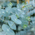 Eucalipt buchet - Eucalyptus pulverulenta ‘Baby Blue’