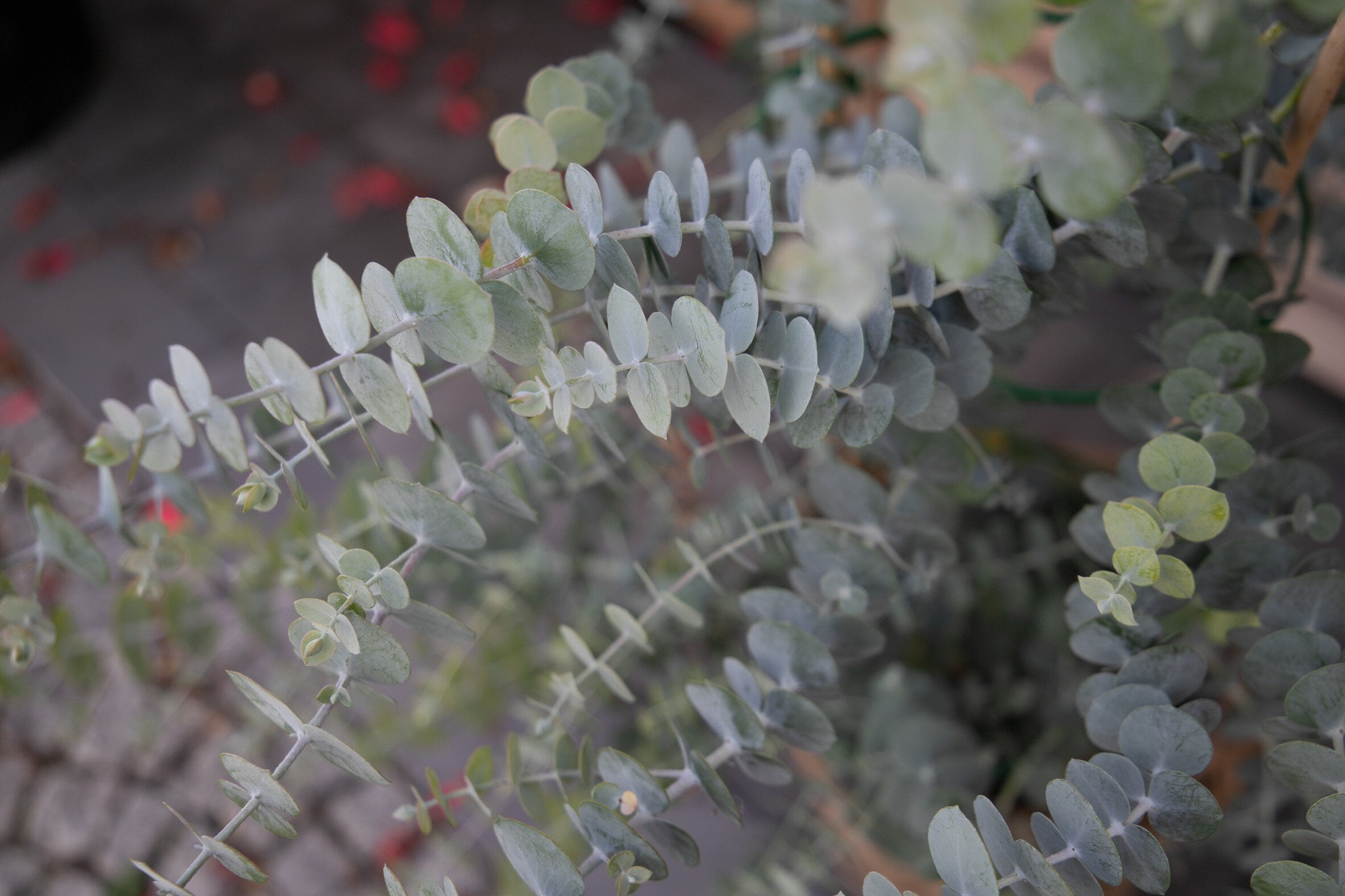 Eucalipt buchet - Eucalyptus pulverulenta ‘Baby Blue’
