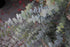 Eucalipt buchet - Eucalyptus pulverulenta ‘Baby Blue’