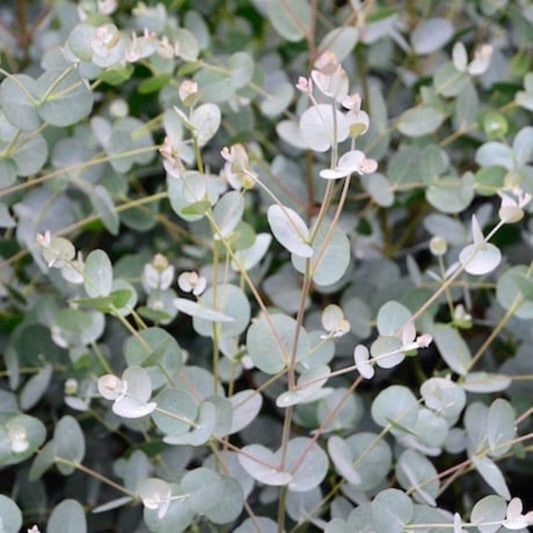 Eucalipt Talisman - Eucalyptus gunnii