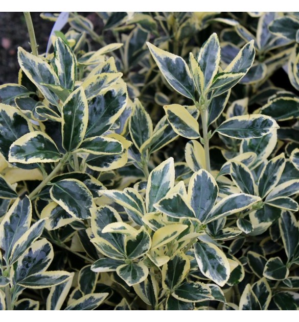 Salbă japoneză - Euonymus japonicus 'Bravo'