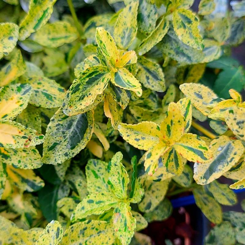 Salba japoneză galbenă - Euonymus fortunei 'Harlequin Gold