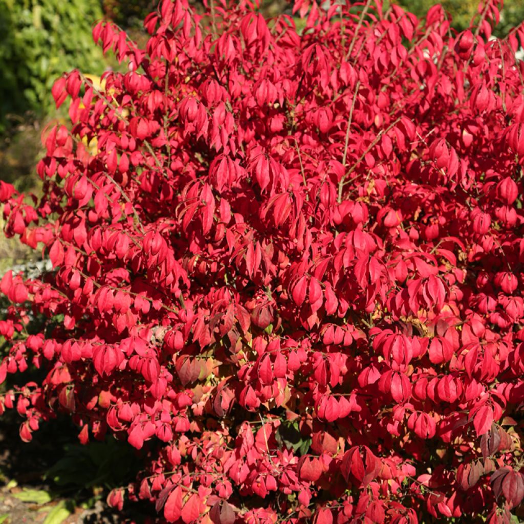 Fus înaripat - Euonymus alatus