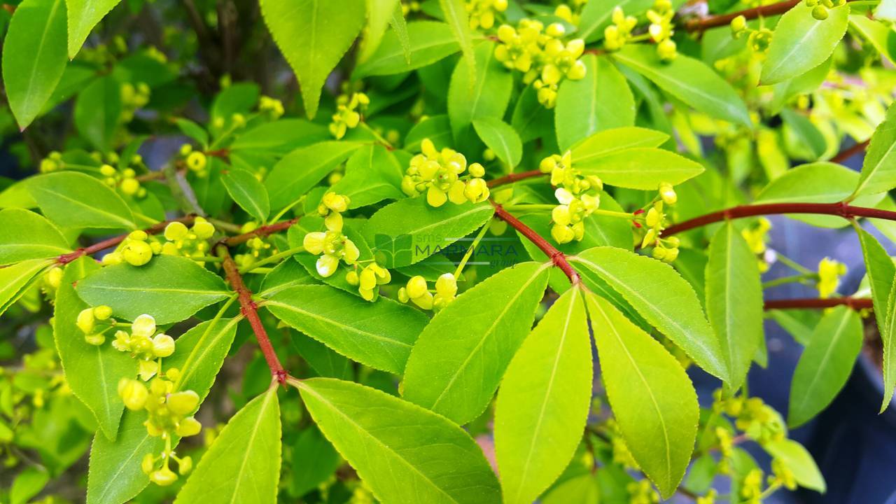 Fus înaripat - Euonymus alatus