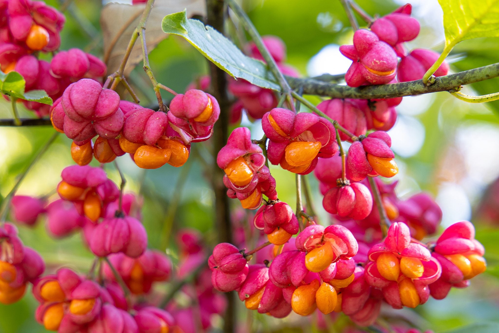 Fus înaripat - Euonymus alatus