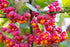 Fus înaripat - Euonymus alatus
