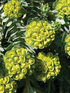 Euforbie - Euphorbia myrsinites