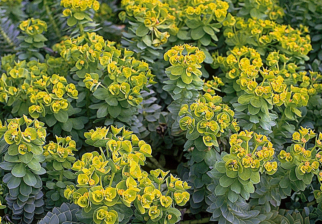 Euforbie - Euphorbia myrsinites