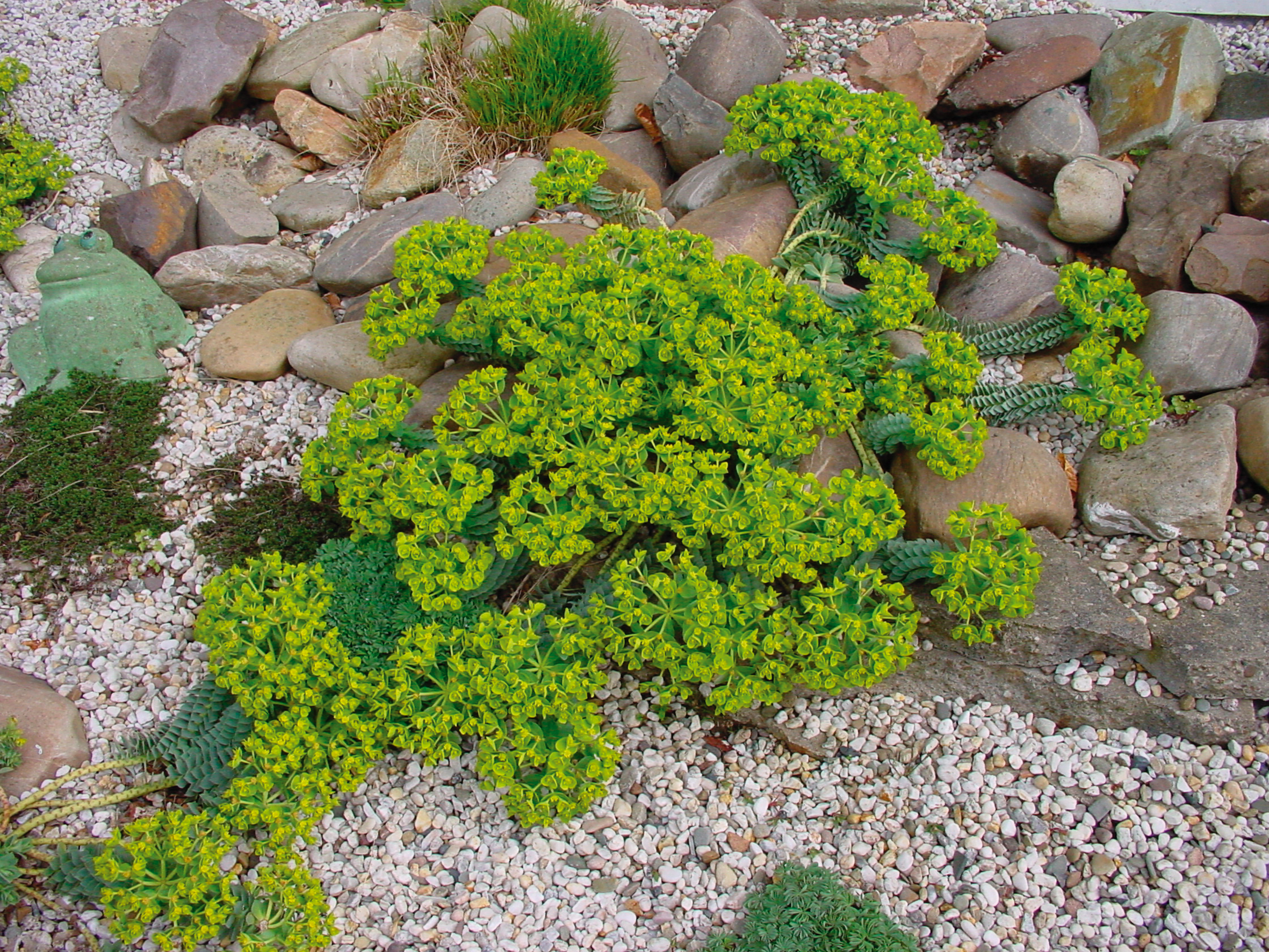 Euforbie - Euphorbia myrsinites