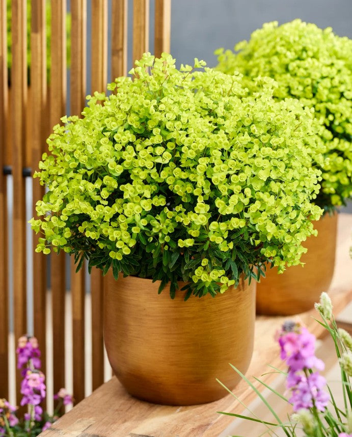 Euforbie - Euphorbia × martinii ‘Ascot Petite’
