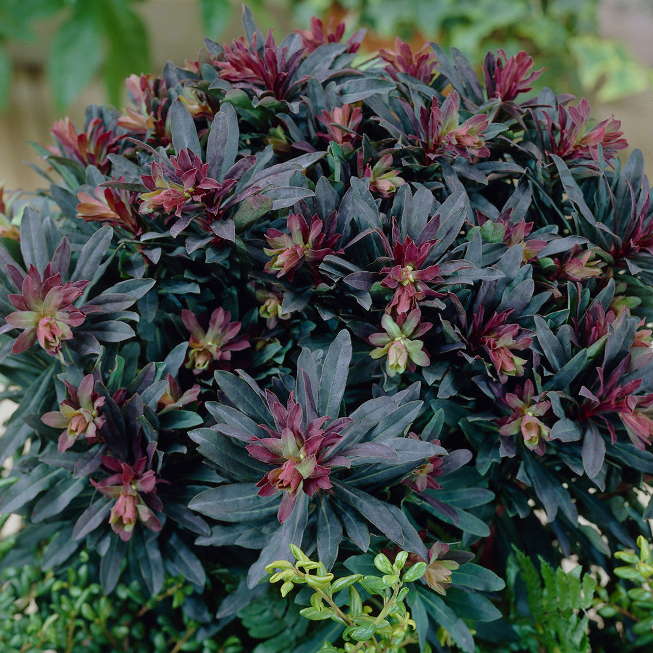 Euphorbia amygdaloides 'Purpurea'