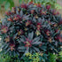 Euphorbia amygdaloides 'Purpurea'