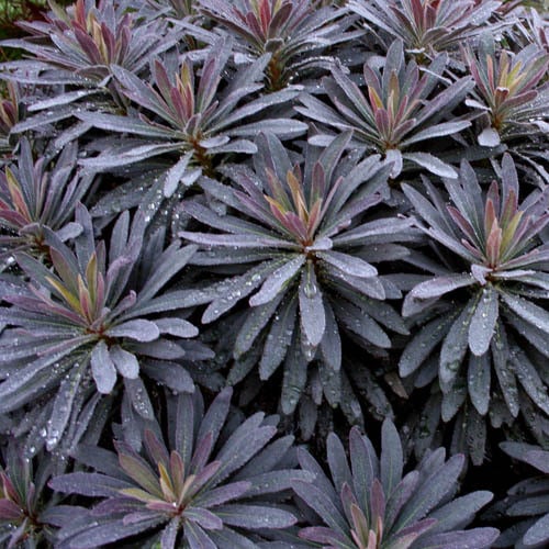 Euphorbia amygdaloides 'Purpurea'