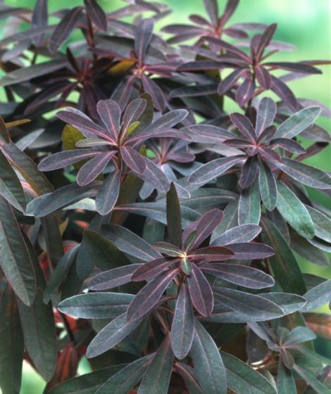 Euphorbia amygdaloides 'Purpurea'