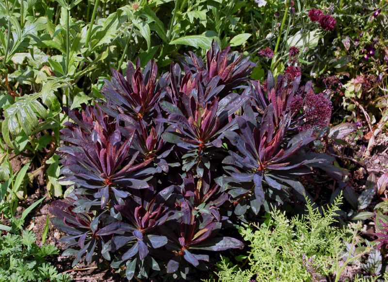 Euphorbia amygdaloides 'Purpurea'