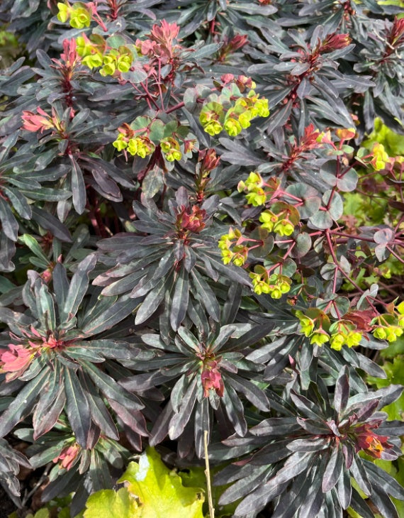 Euphorbia amygdaloides 'Purpurea'