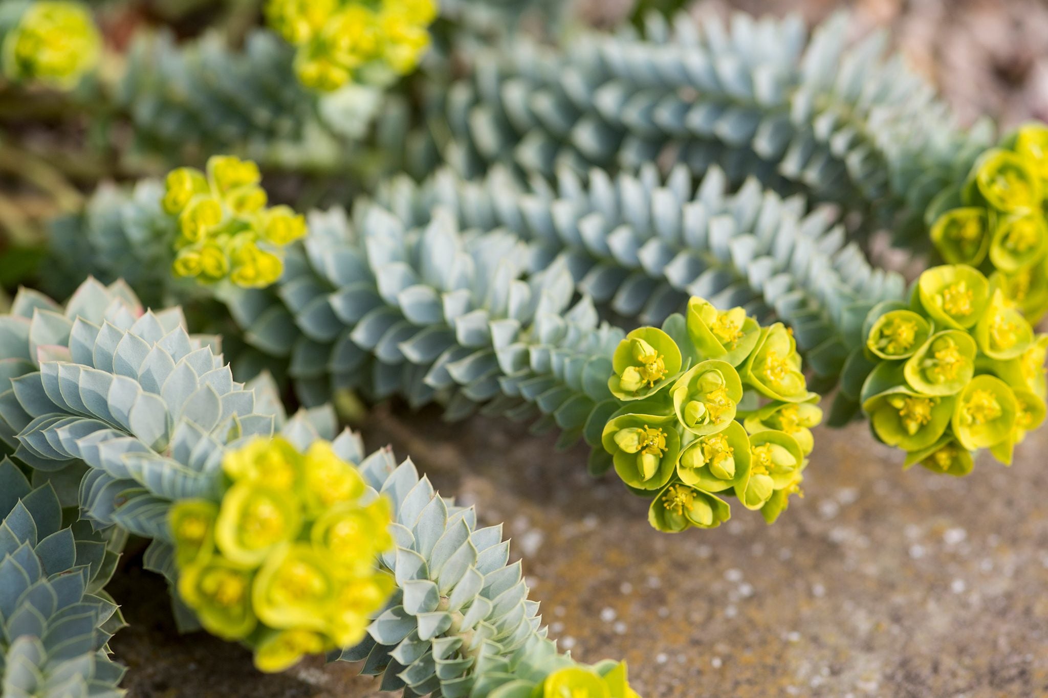 Euforbie - Euphorbia myrsinites