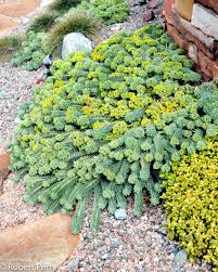 Euforbie - Euphorbia myrsinites