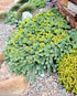 Euforbie - Euphorbia myrsinites