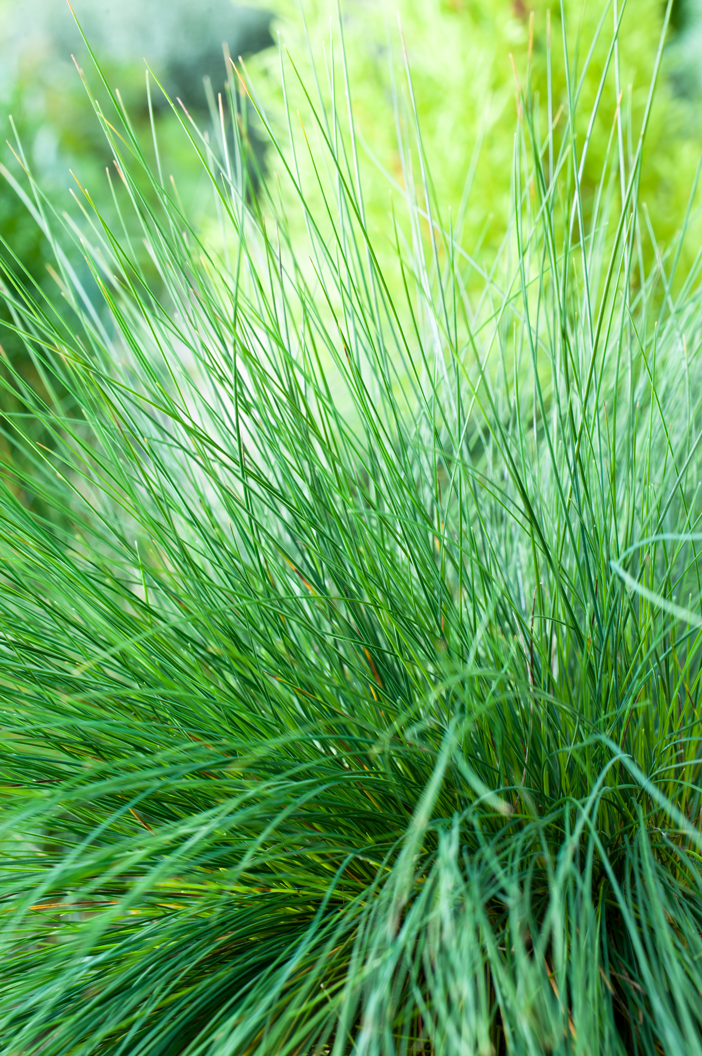 Festuca - Festuca amethystina