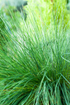 Festuca - Festuca amethystina