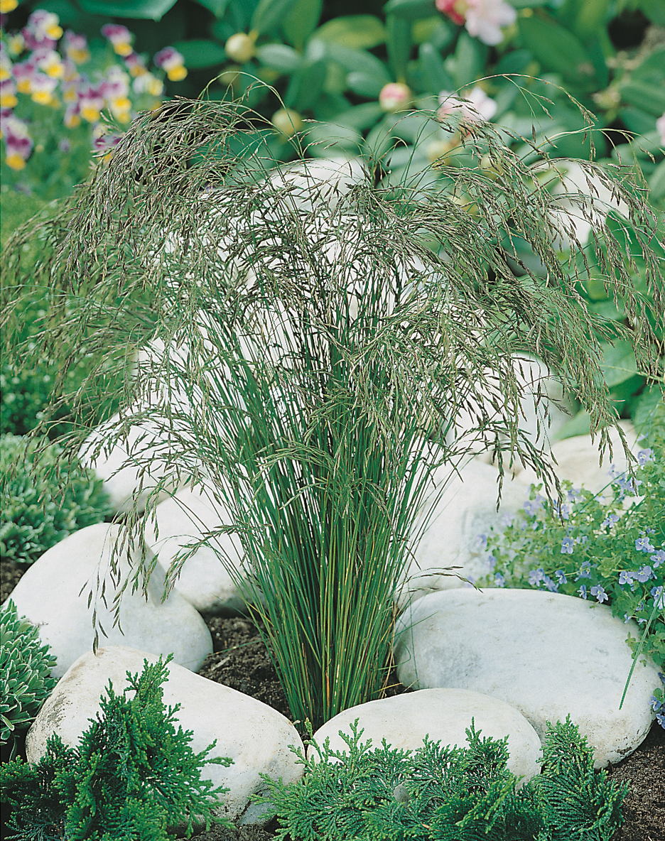 Festuca - Festuca amethystina