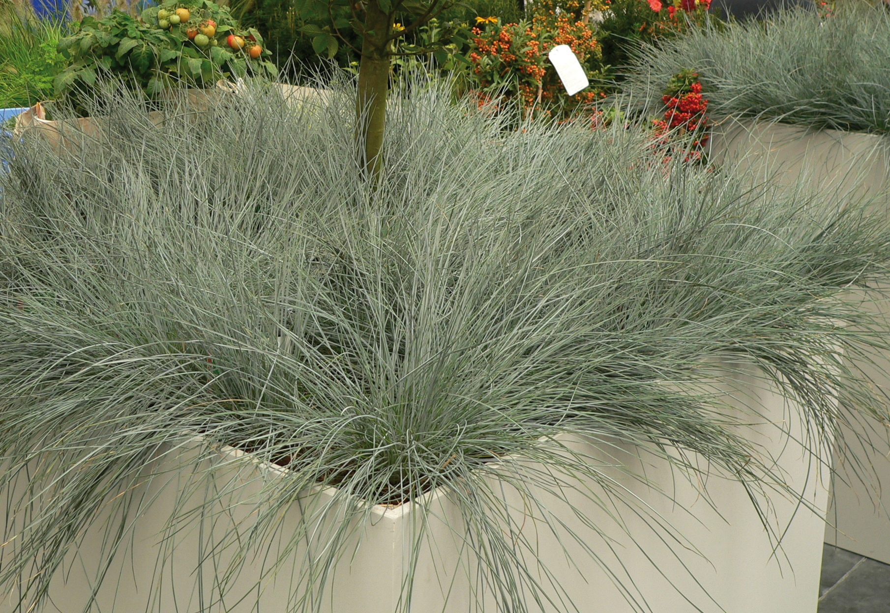 Festuca - Festuca amethystina