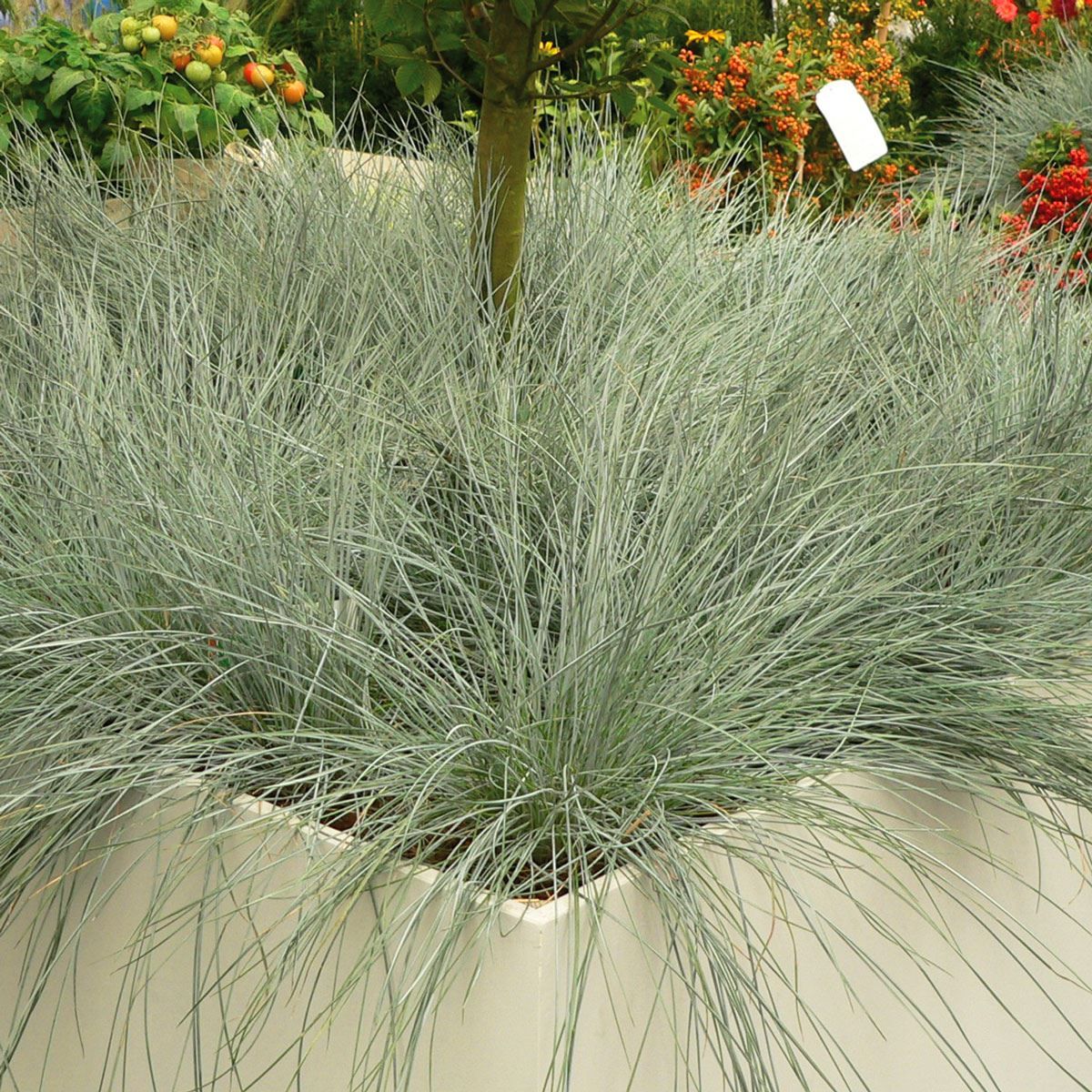 Festuca - Festuca amethystina