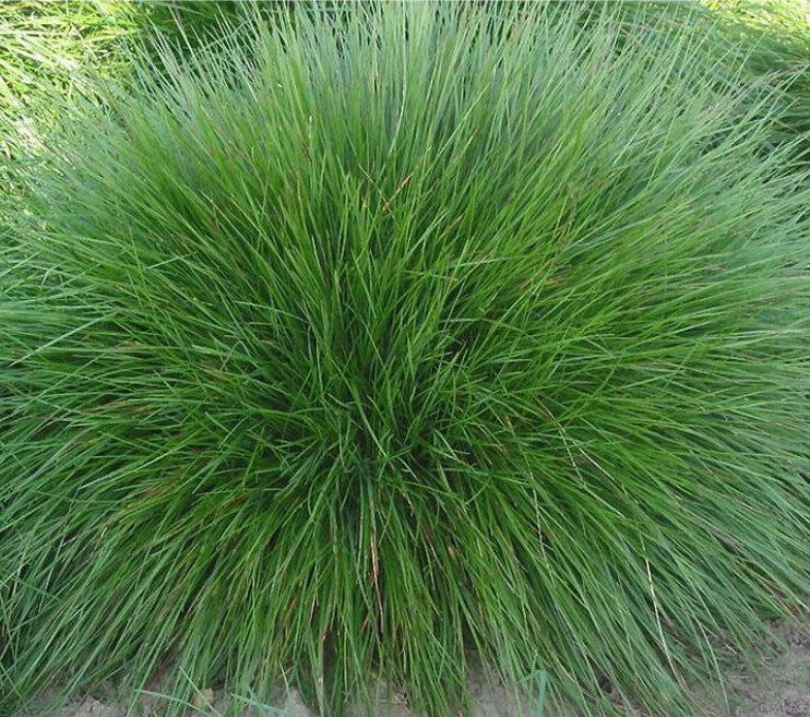 Festuca amethystina - DocaPerene