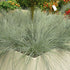 Festuca - Festuca amethystina