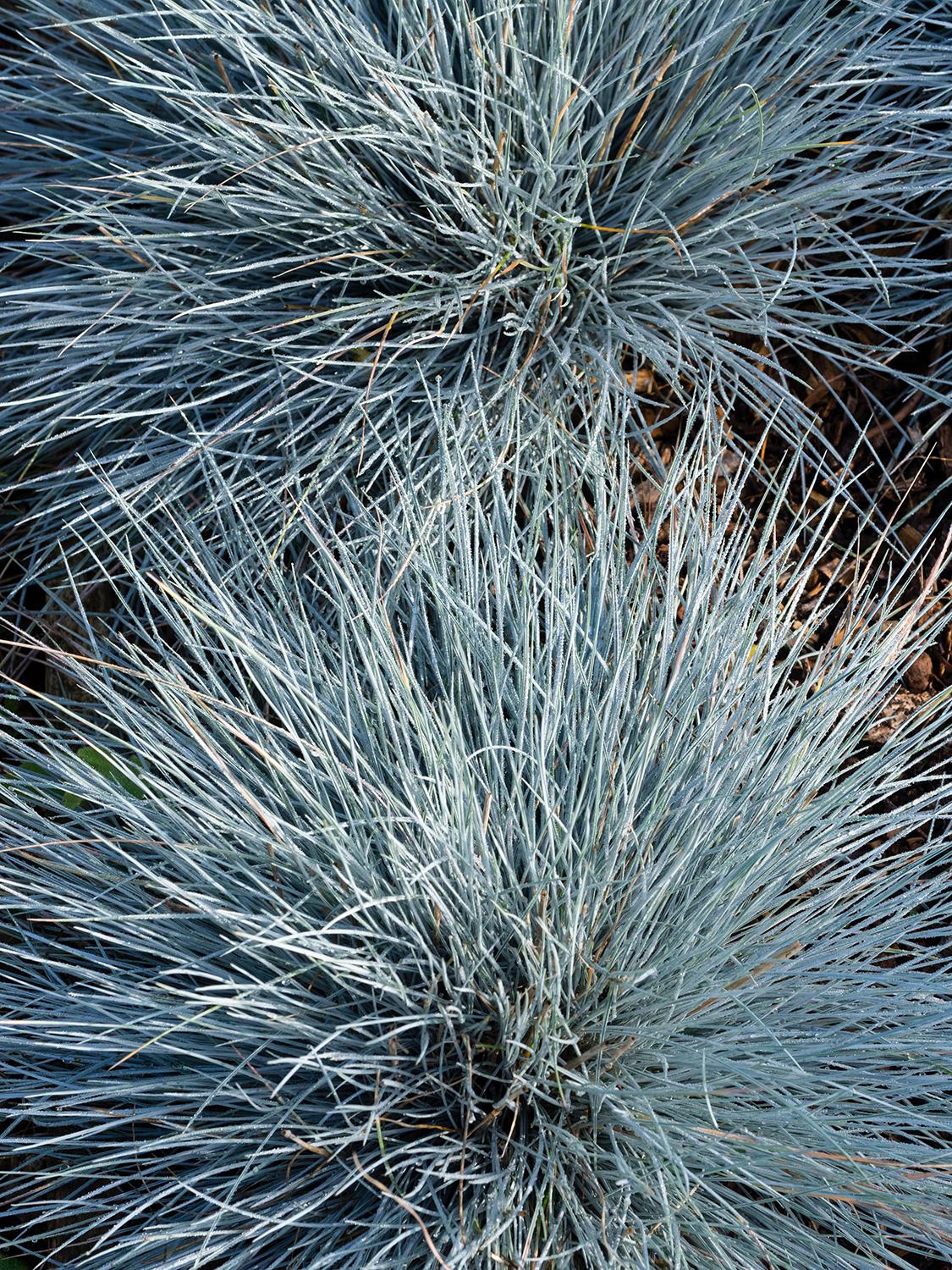 Iarba albastră - Festuca glauca 'Elijah Blue'