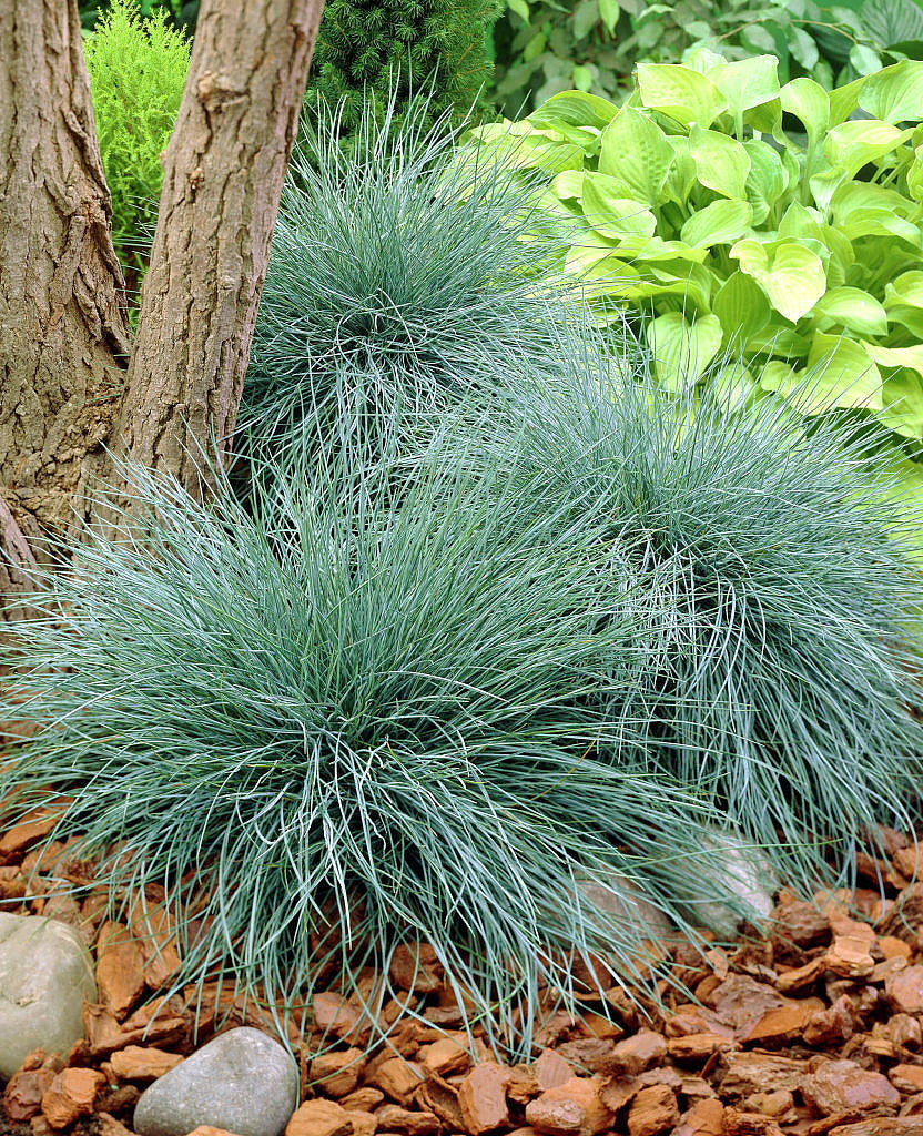 Iarba albastră - Festuca glauca 'Elijah Blue'