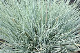 Iarba albastră - Festuca valesiaca 'Glaucantha'