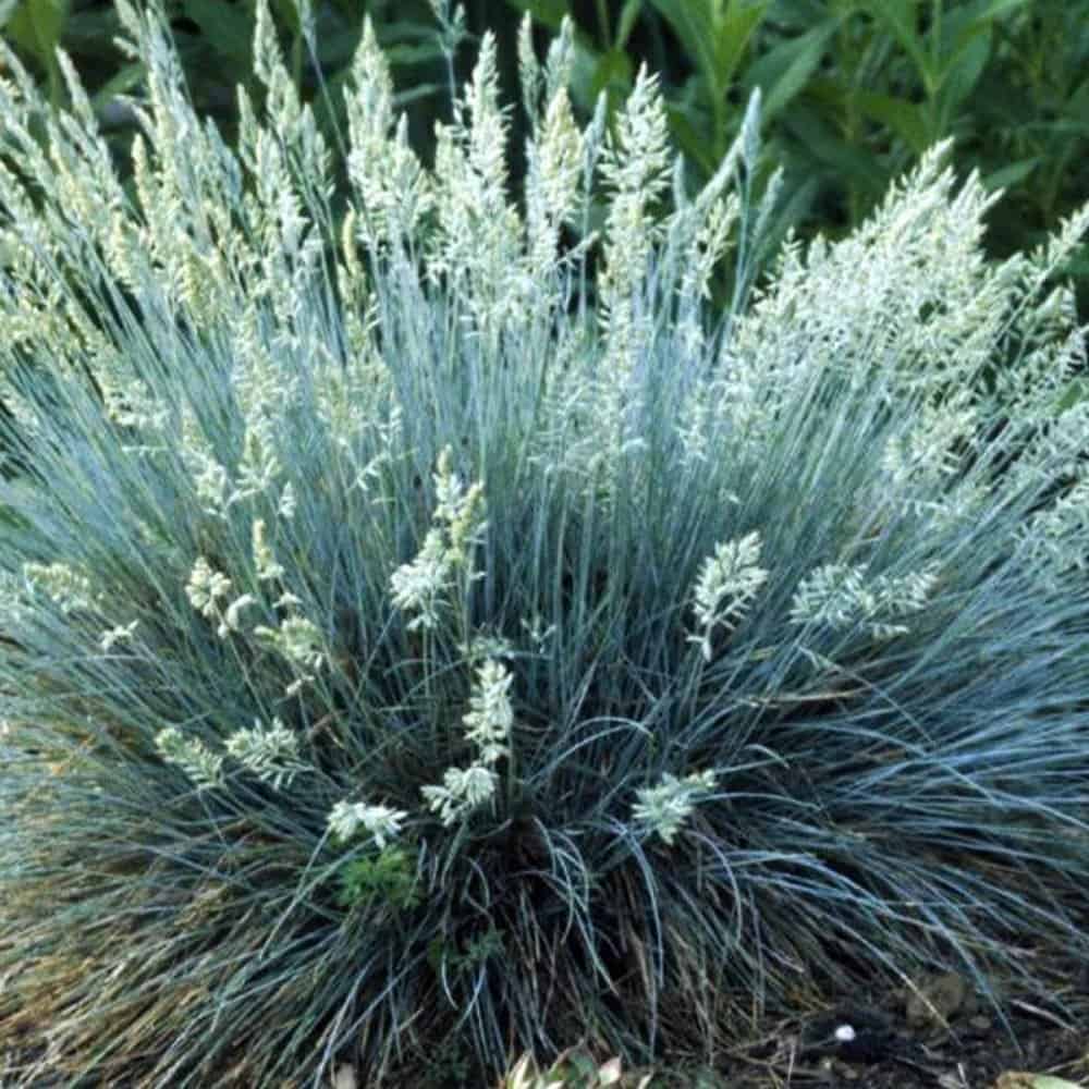 Iarba albastră - Festuca valesiaca 'Glaucantha'