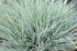 Iarba albastră - Festuca valesiaca 'Glaucantha'